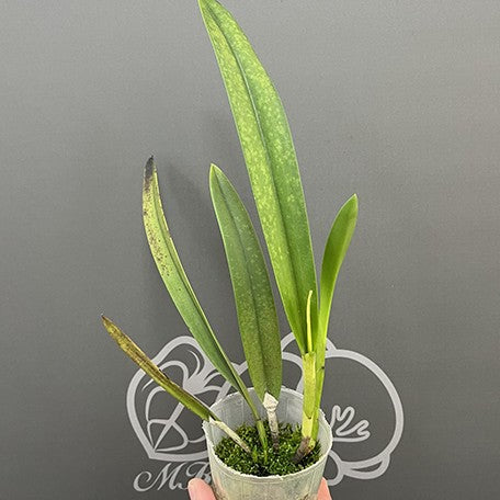 Brassocattleya Morning Glory 'Valentine Kiss' 2.5