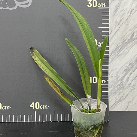 Brassocattleya Morning Glory 'Valentine Kiss' 2.5
