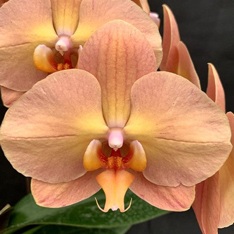 175574806688-Phal.%20Charming%20Flamingo%20%20%E9%AE%AE%E6%98%8E%E7%81%AB%E9%B6%B4%20%E8%8A%B11.jpg