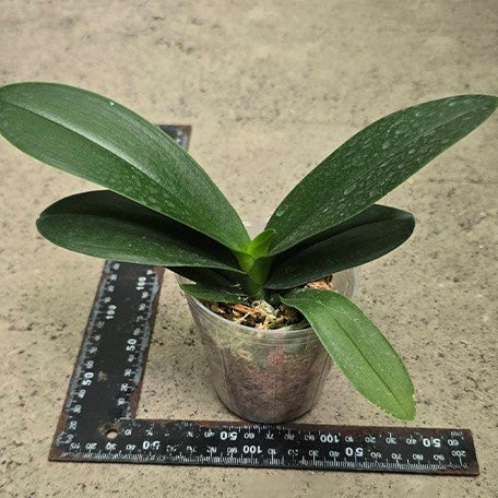 175585556082-Phal.%20OX%20Royal%20Yellow%20%E6%A4%8D%E6%A0%AA2.5''1.jpg