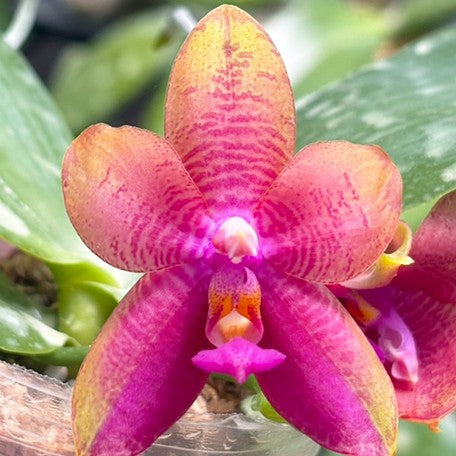 175608874137-Phal.%20Meidarland%20Kaiulani%20'704'%20%E8%8A%B14.jpg