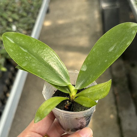 175610617559-Phal.%20tetraspis%20'Mr.%20Huang'%20%C3%97%20sib%20%E6%A4%8D%E6%A0%AA1.7''1.jpg