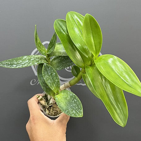Dendrobium Arcadia Twist 2.5