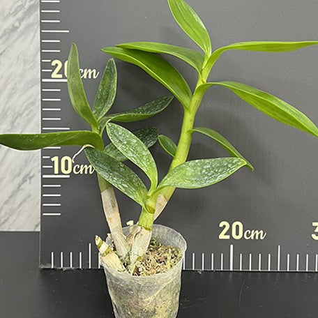 Dendrobium Arcadia Twist 2.5