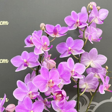 175619447348-Phal.%20Hatuyuki%20'Pink'%20%E8%8A%B13.jpg