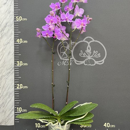 175619447368-Phal.%20Hatuyuki%20'Pink'%20%E8%8A%B11.jpg