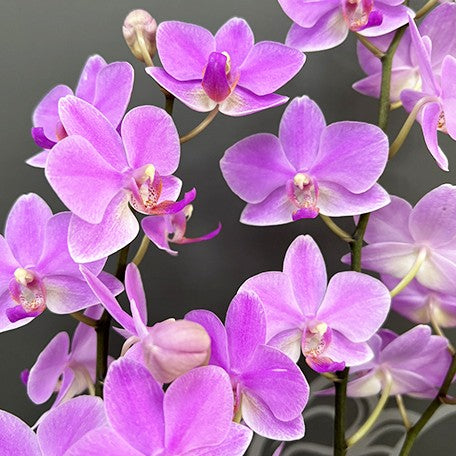 175619447383-Phal.%20Hatuyuki%20'Pink'%20%E8%8A%B12.jpg