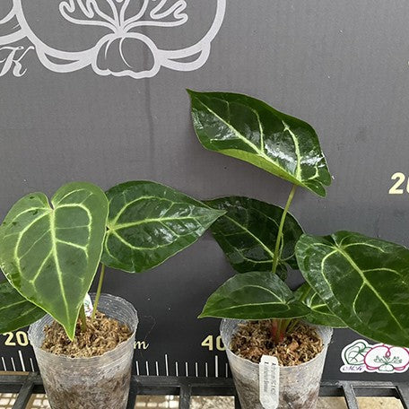 175625926151-Anthurium(RC%20X%20KOS)%20%C3%97%20Anthurium%20Besseae%20%E6%A4%8D%E6%A0%AA3''%201.jpg