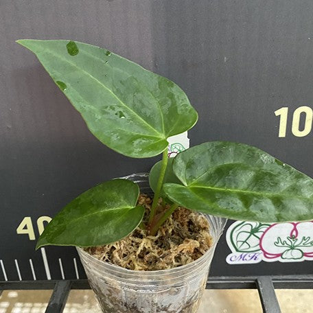 175625948948-Anthurium%20Crystallinum%20dark%20form(hybrid)%202.5''%E6%A4%8D%E6%A0%AA1.jpg