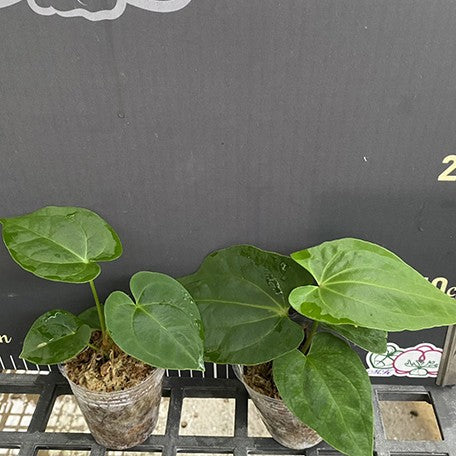 175625973544-Anthurium%20Besseae(hybrid)%20%E6%A4%8D%E6%A0%AA2.5''%202.jpg