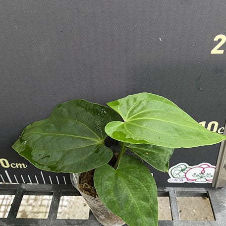 175625973568-Anthurium%20Besseae(hybrid)%20%E6%A4%8D%E6%A0%AA2.5''%201.jpg