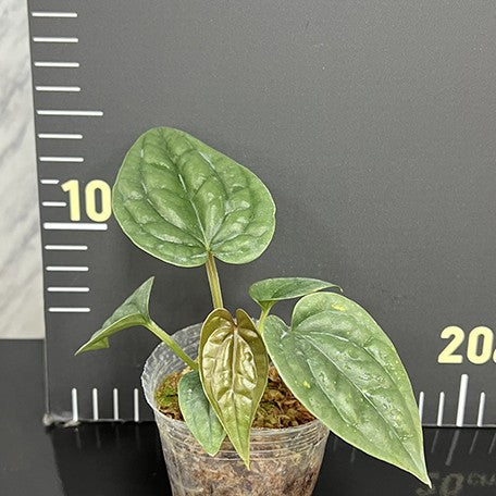175636125551-Anthurium%20luxurians%20%E5%A5%A2%E8%8F%AF%E7%81%AB%E9%B6%B4%202.5''%E6%A4%8D%E6%A0%AA1.jpg