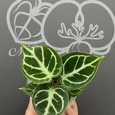 Anthurium 'Dorayaki' 2.5
