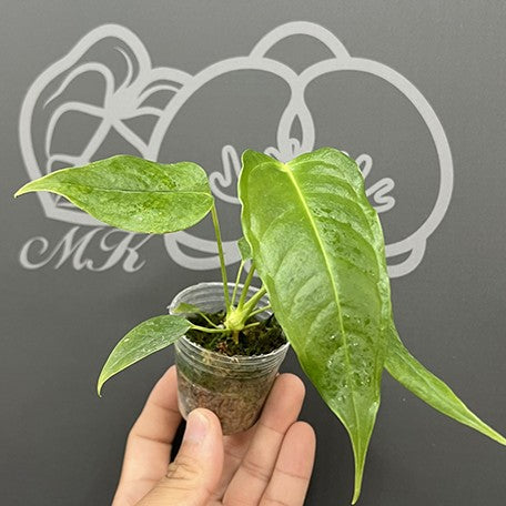 175636519574-Anthurium%20veitchii%20%E6%A4%8D%E6%A0%AA1.7''2.jpg