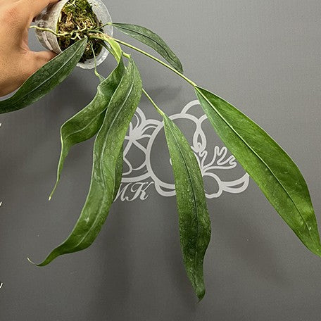 Anthurium type pendens JA 2.5