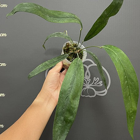 Anthurium type pendens JA 2.5