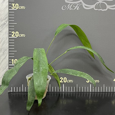 175636564582-Anthurium%20type%20pendens%20JA%20%E6%A4%8D%E6%A0%AA2.5''1.jpg