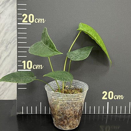 175636607017-Anthurium%20peltigerum%20%E6%A4%8D%E6%A0%AA2.5''1.jpg
