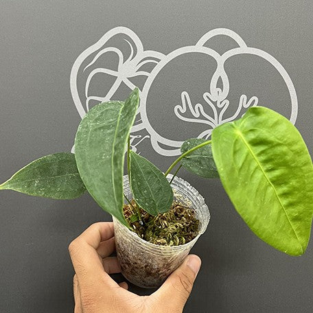 175636607064-Anthurium%20peltigerum%20%E6%A4%8D%E6%A0%AA2.5''2.jpg