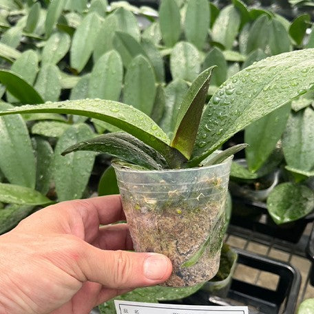 175637661588-Phal.%20Miki%20Crown%20'16'%20%E6%A4%8D%E6%A0%AA2.5''1.jpg