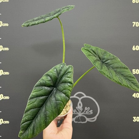 175643047440-Alocasia%20puncakborneensis%20%E6%A4%8D%E6%A0%AA2.5''4.jpg