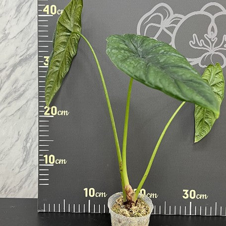 175643047474-Alocasia%20puncakborneensis%20%E6%A4%8D%E6%A0%AA2.5''2.jpg