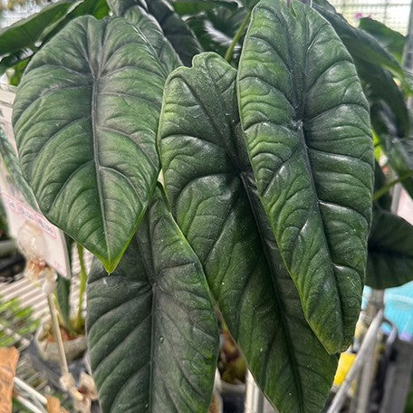 175643047482-Alocasia%20puncakborneensis%20%E6%A4%8D%E6%A0%AA2.5''3.jpg