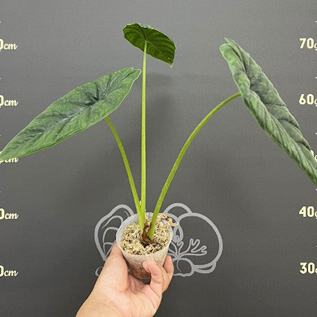 175643047490-Alocasia%20puncakborneensis%20%E6%A4%8D%E6%A0%AA2.5''1.jpg