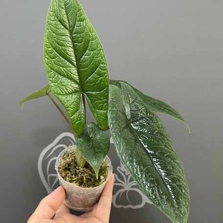 175643072037-Alocasia%20scalprum%20%E6%A4%8D%E6%A0%AA2.5''2.jpg