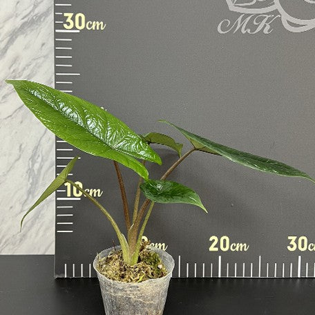 175643072066-Alocasia%20scalprum%20%E6%A4%8D%E6%A0%AA2.5''1.jpg