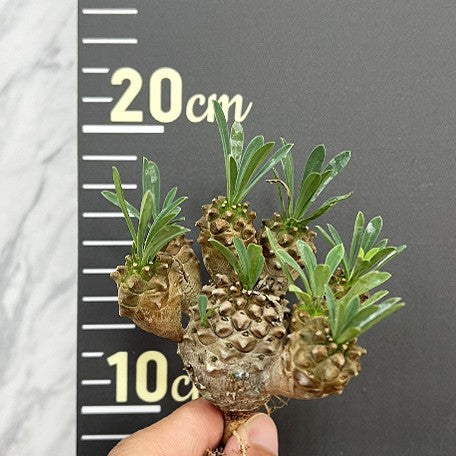 175643146315-Euphorbia%20'Gabisan'%20%E5%B3%A8%E5%B5%8B%E5%B1%B1%20%E6%A4%8D%E6%A0%AA2.jpg