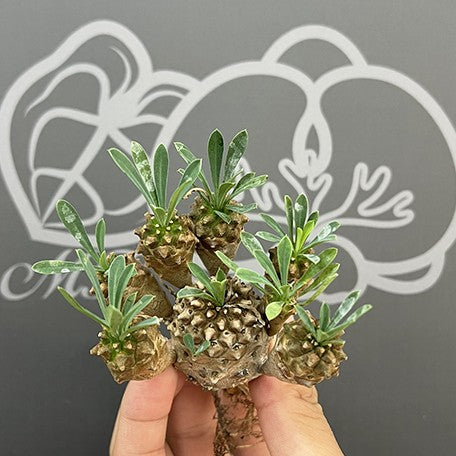 175643146334-Euphorbia%20'Gabisan'%20%E5%B3%A8%E5%B5%8B%E5%B1%B1%20%E6%A4%8D%E6%A0%AA1.jpg