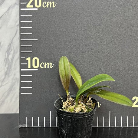 175643201821-Bulb.%20plumatum%20%E6%A4%8D%E6%A0%AA2''2.jpg