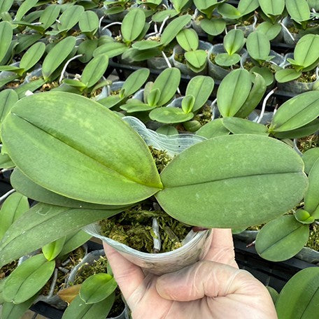 175643782616-Phal.%20Queen%20Barry%20'White%20Edge'%20%E6%A4%8D%E6%A0%AA2.5''1.jpg