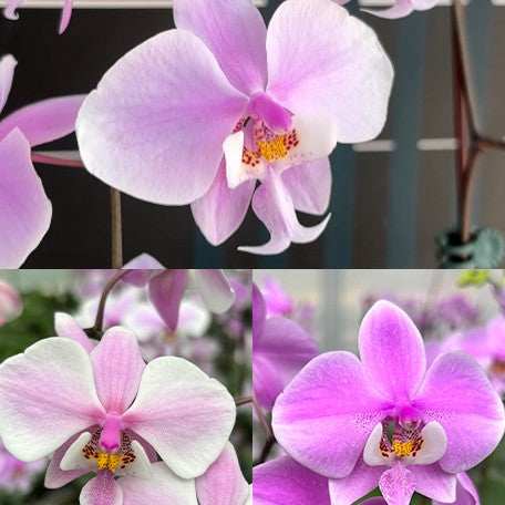 175671546030-Phal.%20schilleriana%20(silver%20leaves)%20%C3%97%20sib%20%E8%8A%B11.jpg