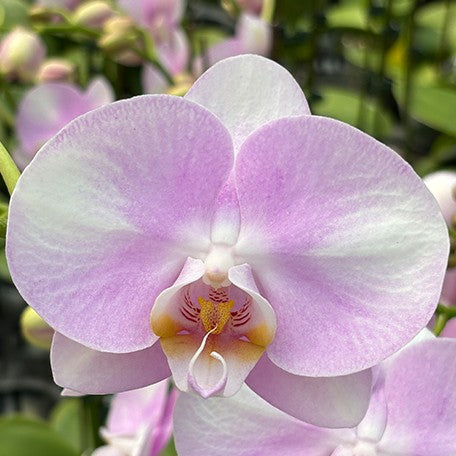 175677978458-Phal.%20Charming%20Silk%20%E8%8A%B11.jpg
