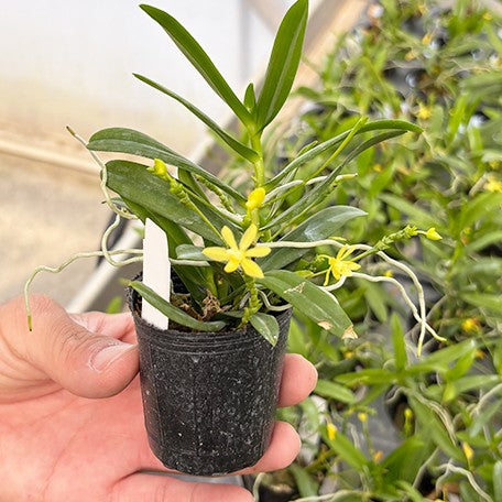 175678187031-Thrixspermum%20hystrix%20%E8%8F%B2%E5%BE%8B%E8%B3%93%E9%A2%A8%E9%88%B4%E8%98%AD%20%E8%8A%B12.jpg