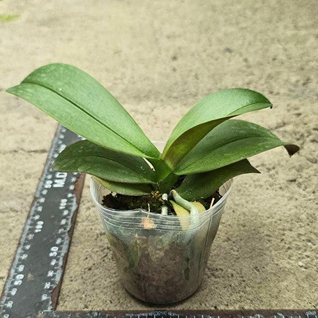 175679773679-Phal.%20Miki%20Brownie%20%E6%A4%8D%E6%A0%AA2.5''.jpg