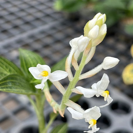 175680305095-Ludisia%20discolor%20var.%20alba%20%E8%8A%B13.jpg