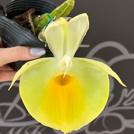 175680411273-Catasetum%20pileatum%20%E8%8A%B12.jpg