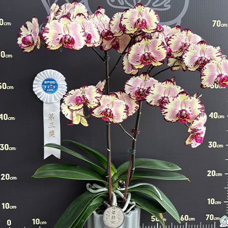 175680469298-Phal.%20Miki%20Crown%20'16'%20%E8%8A%B16.jpg