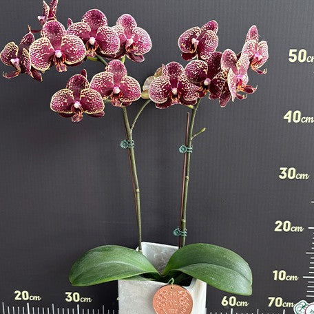 175680612424-Phal.%20I-Hsin%20Litch%20%E8%8A%B14.jpg