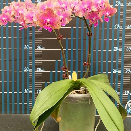 175686111827-Phal.%20Long%20Pride%20Mikael%20'MP4560'%20%E8%8A%B12.jpg