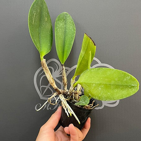 175696256911-Rlc.%20Sanyung%20Ruby%20'Dawang'%20%E6%A4%8D%E6%A0%AA2.5''2.jpg