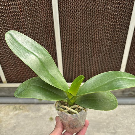 175697468121-Phal.%20Sogo%20Aerea%20%E6%A4%8D%E6%A0%AA2.5''1.jpg
