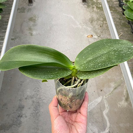 175697592684-Phal.%20Ho's%20Graceful%20Natasha%20%E6%A4%8D%E6%A0%AA2.5''1.jpg
