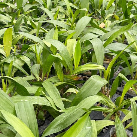 175704927887-Coryanthes%20Micaels%20Panker%20(=%20trifoliata%20%C3%97%20verrucolineata)%20%E6%A4%8D%E6%A0%AA2.5''1.jpg