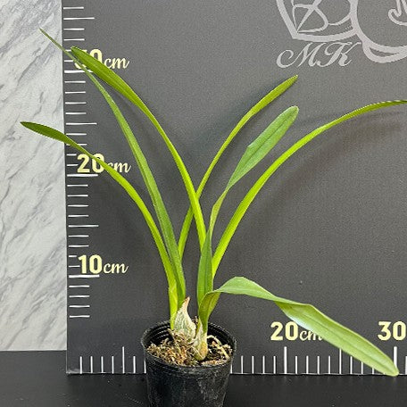 175705852579-Encyclia%20cordigera%20%C3%97%20sib%20%E6%A4%8D%E6%A0%AA2.5''2.jpg