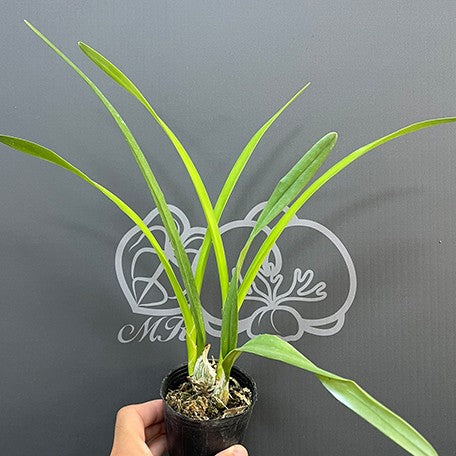 175705852598-Encyclia%20cordigera%20%C3%97%20sib%20%E6%A4%8D%E6%A0%AA2.5''1.jpg