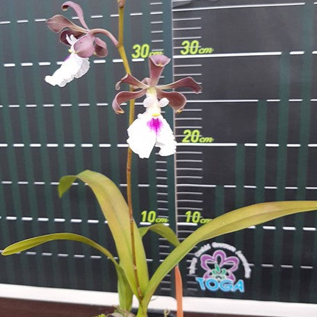 175705858945-Encyclia%20cordigera%20%C3%97%20sib%20%E8%8A%B11.jpg